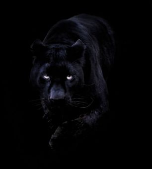 Black-Panther
