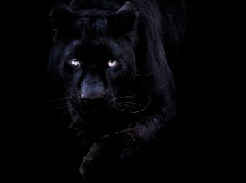 cropped-black-panther.jpg